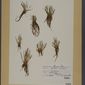 File:Neuchâtel Herbarium - Isoetes lacustris - NEU000020014.tif