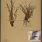File:Neuchâtel Herbarium - Isoetes lacustris - NEU000020016.tif