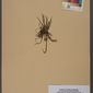 File:Neuchâtel Herbarium - Isoetes lacustris - NEU000020015.tif